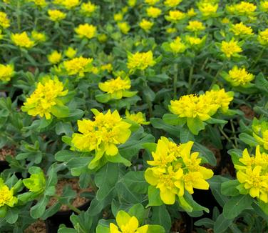 Euphorbia polycroma - Cushion Spurge from Pleasant Run Nursery