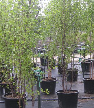 Betula nigra Heritage® ('Cully')