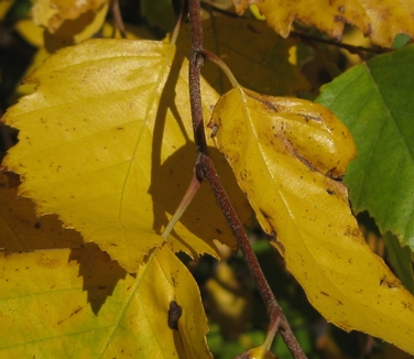 Betula nigra Heritage®