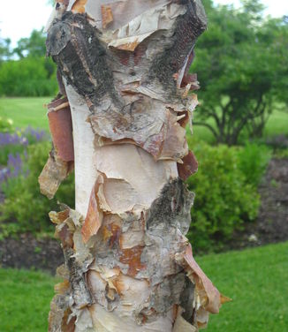 Betula nigra Heritage (Tower Hill)