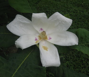 Magnolia ashei - Ashe Magnolia