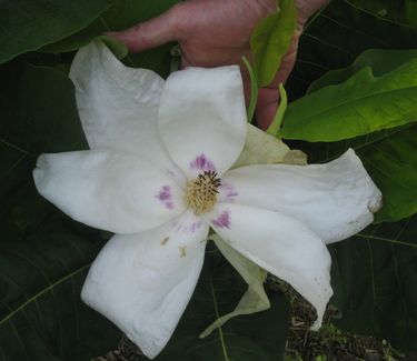 Magnolia ashei - Ashe Magnolia 