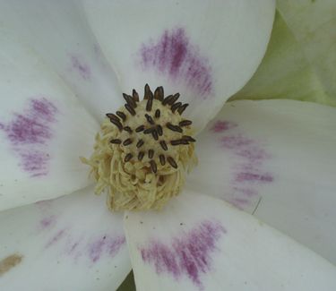 Magnolia ashei - Ashe Magnolia 