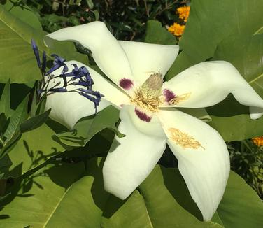 Magnolia macrophylla ssp. ashei