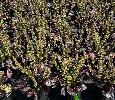 Salvia lyrata 'Purple Knockout' - Lyre-leaf Sage from Pleasant Run Nursery