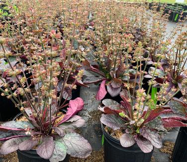 Salvia lyrata 'Purple Knockout' - Lyre-leaf Sage from Pleasant Run Nursery