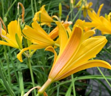 Hemerocallis dumortieri - Daylily- Dumortier's from Pleasant Run Nursery