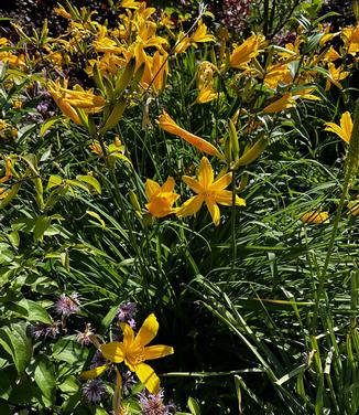 Hemerocallis dumortieri - Daylily from Pleasant Run Nursery