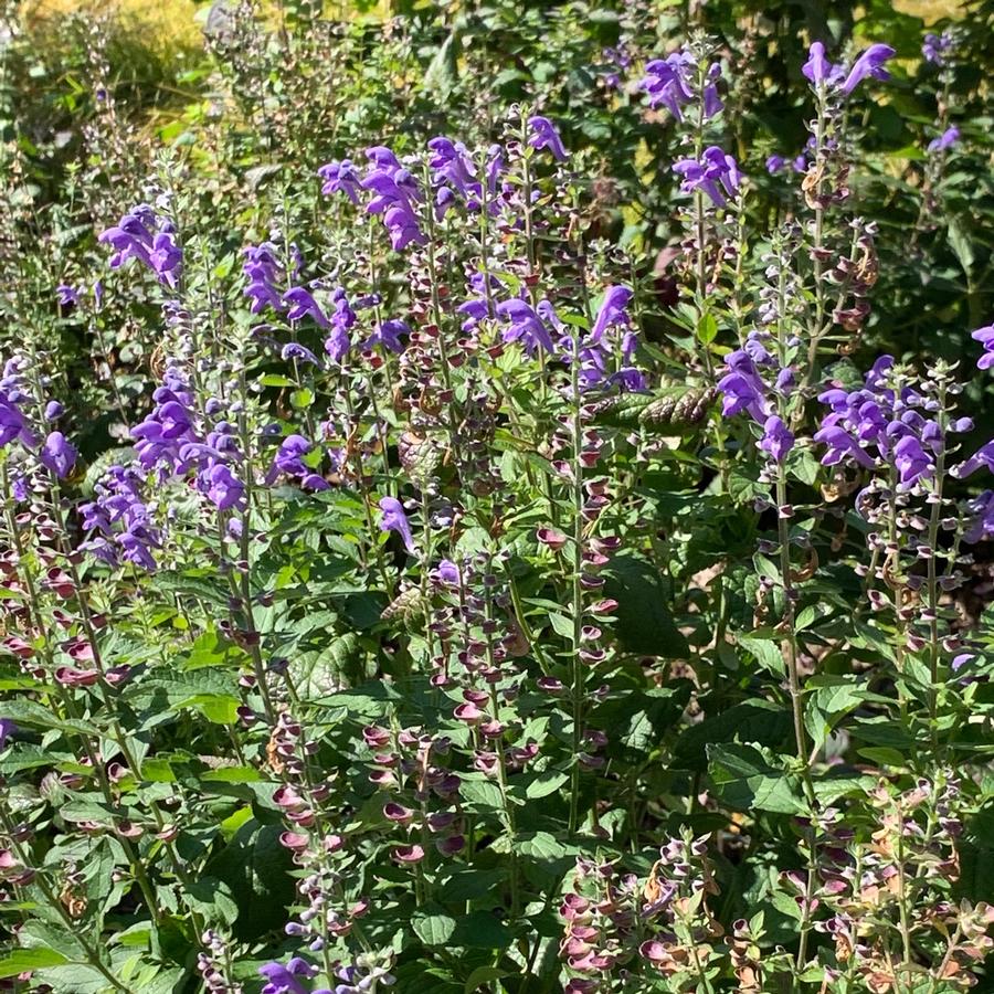 Scutellaria incana - Hoary Skullcap from Pleasant Run Nursery