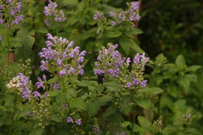 Scutellaria incana - Hoary Skullcap from Pleasant Run Nursery