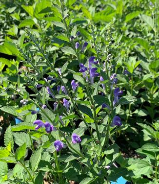 Scutellaria incana - Hoary Skullcap from Pleasant Run Nursery