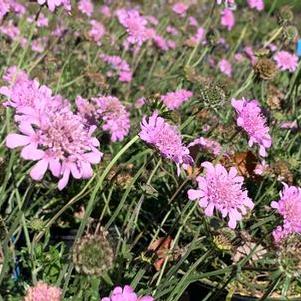 Scabiosa columbaria Pink Mist