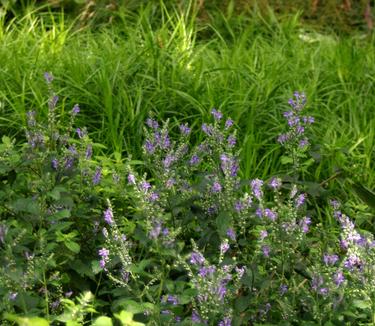 Scutellaria incana - Hoary Skullcap from Pleasant Run Nursery