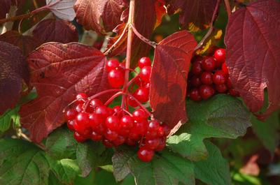 Viburnum trilobum Wentworth - Wentworth Cranberrybush Vib. from Pleasant Run Nursery