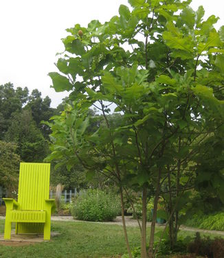 Magnolia macrophylla @ Rutgers Gardens