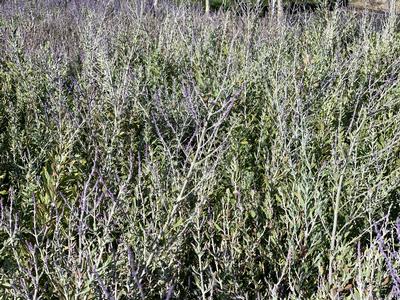 Perovskia atriplicifolia 'Blue Steel' - Russian Sage from Pleasant Run Nursery