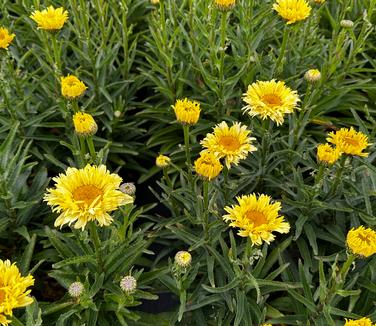 Leucanthemum x superbum 'Goldfinch' - Shasta Daisy from Pleasant Run Nursery