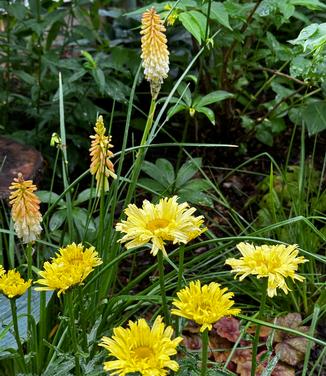 Leucanthemum x superbum 'Goldfinch' - Shasta Daisy from Pleasant Run Nursery