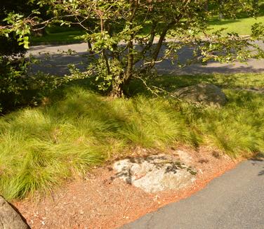 Carex albicans - White-tinged Sedge (Photo: Bruce Crawford)