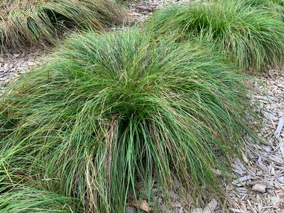 Carex albicans - White-tinged Sedge from Pleasant Run Nursery