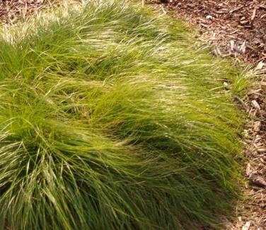 Carex albicans - White-tinged Sedge from Pleasant Run Nursery