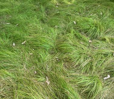 Carex socialis - Low Woodland Sedge from Pleasant Run Nursery