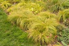 Carex socialis - Low Woodland Sedge (Photo: Bruce Crawford)