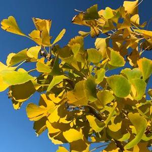 Ginkgo biloba Autumn Gold