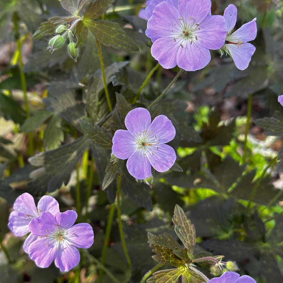 Geranium maculatum 'Crane Dance' - Spotted Cranesbill from Pleasant Run Nursery