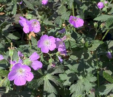 Geranium maculatum 'Crane Dance' - Spotted Cranesbill from Pleasant Run Nursery