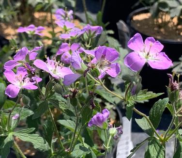 Geranium maculatum 'Crane Dance' - Spotted Cranesbill from Pleasant Run Nursery