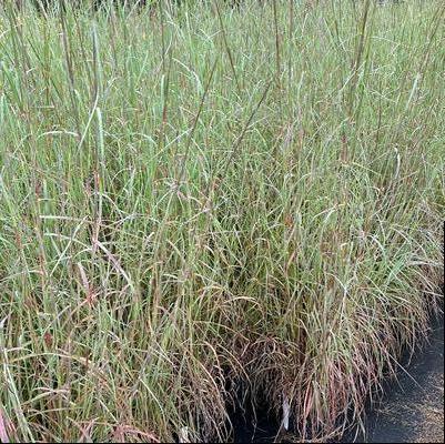 Andropogon ternarius 