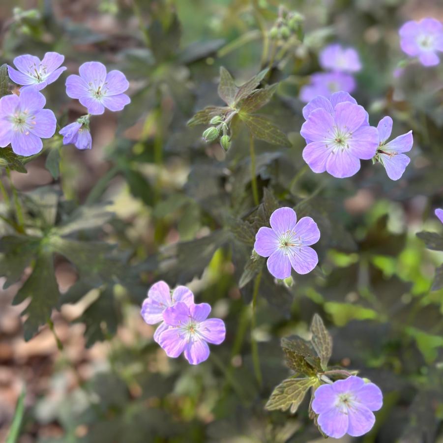 Geranium maculatum 'Crane Dance' - Spotted Cranesbill from Pleasant Run Nursery