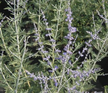 Perovskia atriplicifolia - Russian Sage from Pleasant Run Nursery