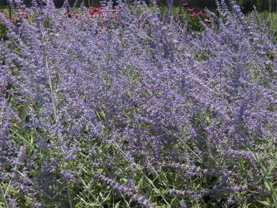 Perovskia atriplicifolia - Russian Sage from Pleasant Run Nursery