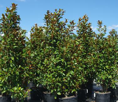 Magnolia grandiflora Bracken's Brown Beauty