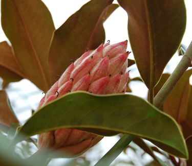 Magnolia grandiflora 'Bracken's Brown Beauty'