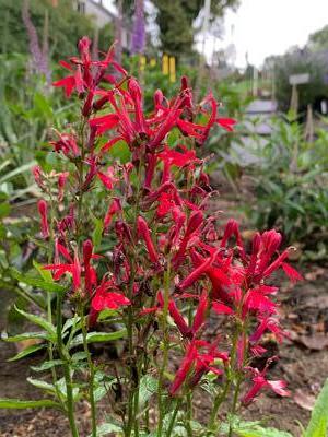 Lobelia cardinalis 'Pink Flame' - Cardinal Flower from Pleasant Run Nursery
