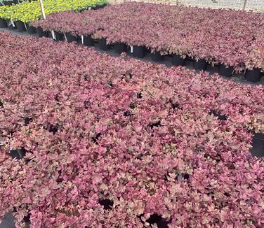 Sedum x 'Firecracker' - Stonecrop from Pleasant Run Nursery