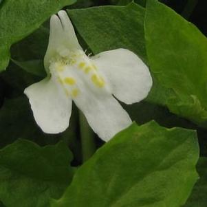 Mazus reptans Alba