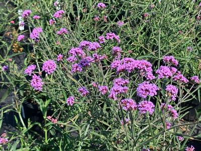 Verbena bonariensis 'Lollipop' - Vervain - Verbena from Pleasant Run Nursery