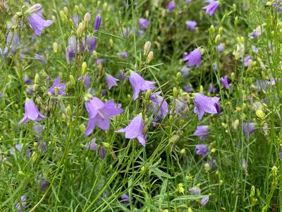Campanula rotundifolia - Harebell - Bluebell from Pleasant Run Nursery