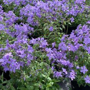 Phlox divaricata Blue Moon