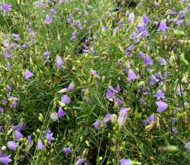 Campanula rotundifolia - Harebell - Bluebell from Pleasant Run Nursery