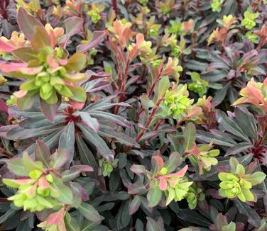 Euphorbia amygdaloides 'Golden Glory' - Wood Spurge from Pleasant Run Nursery