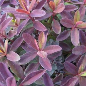 Euphorbia polychroma Bonfire