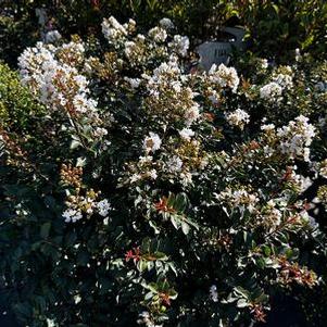 Lagerstroemia Diamond Dazzle