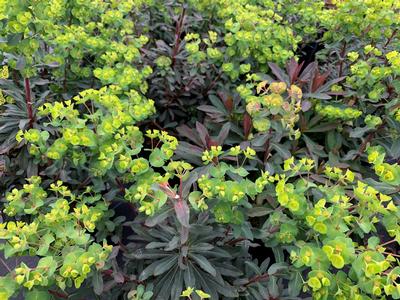 Euphorbia amygdaloides 'Golden Glory' - Wood Spurge from Pleasant Run Nursery