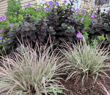 Schizachyrium scoparium 'Chameleon' - Little Bluestem from Pleasant Run Nursery