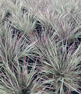 Schizachyrium scoparium 'Chameleon' 